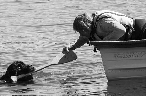 newfoundland dog retrieving a paddle