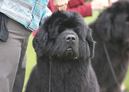 conformation newfoundland dog