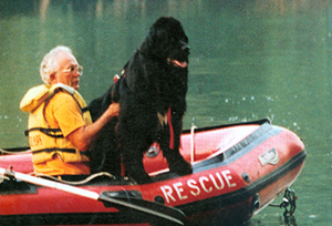 search and rescue newfoundland dog