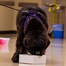 newfoundland dog doing scentwork