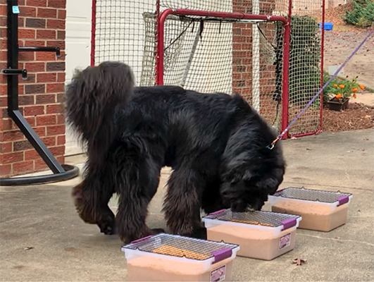 newfoundland dog scent work