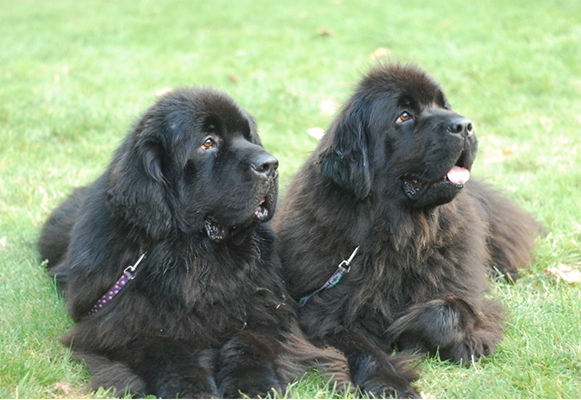 2 newfoundland dogs on a side by side stay