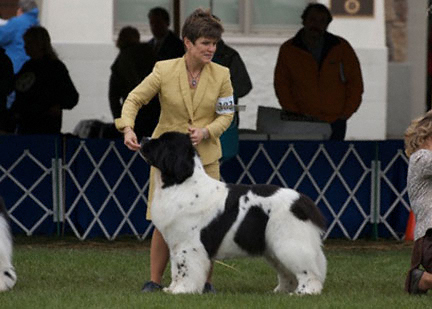 conformation newfoundland dog