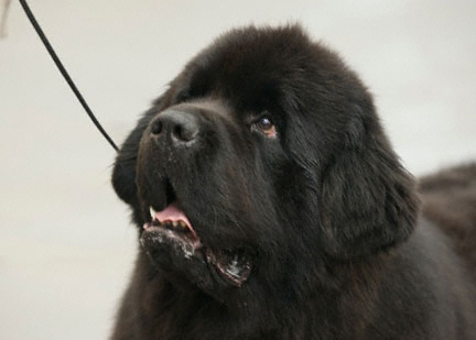 conformation newfoundland dog