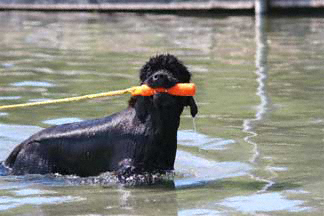 Newfoundland Water Rescue