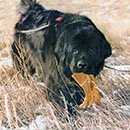 newfoundland dog tracking