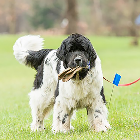 Newfoundland dog carrying a tracking glove