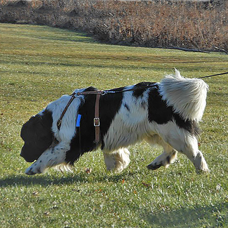 newfoundland dog tracking