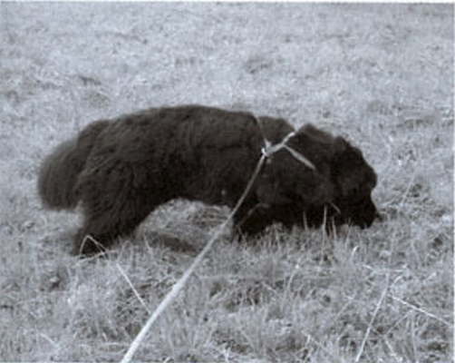 Newfoundland dog carrying a tracking glove