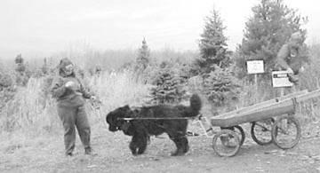 adaptations to a cart to haul christmas trees