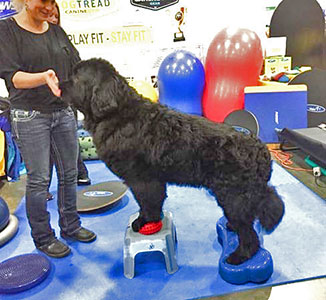 Newfoundland dog tricks