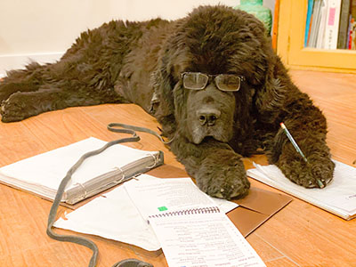 Newfoundland dog doing tricks