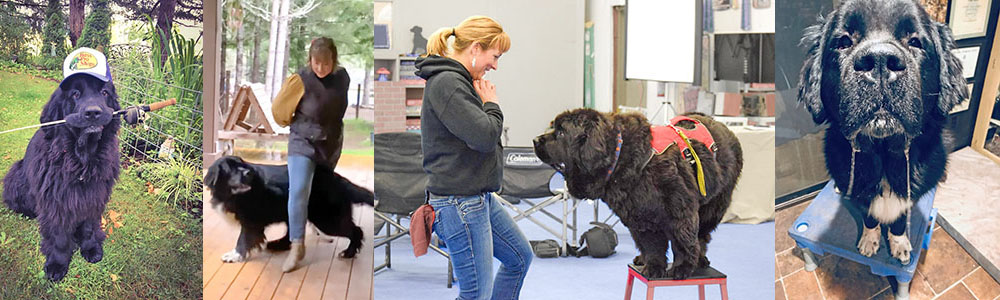 newfoundland dog doing tricks