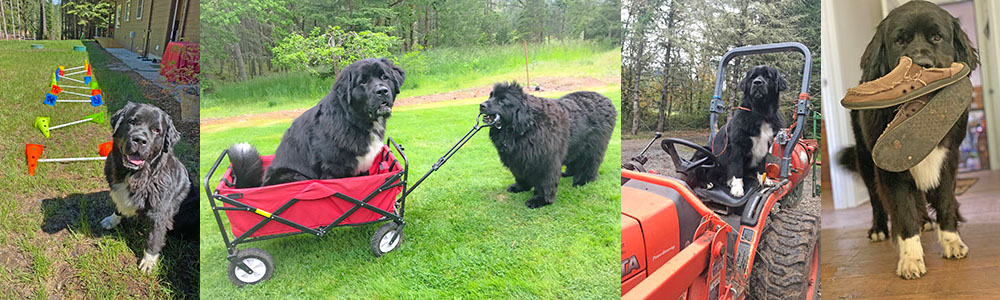 newfoundland dog doing tricks