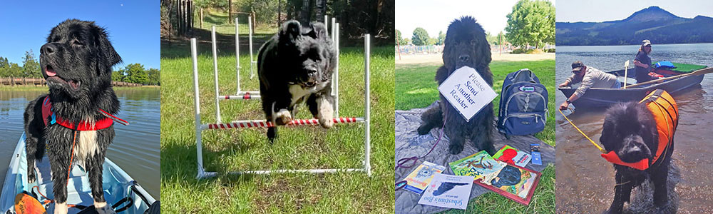 newfoundland dog doing tricks