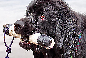 water rescue newfoundland dog