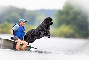 water rescue newfoundland dog