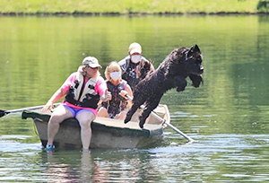 water work with Newfoundland dogs