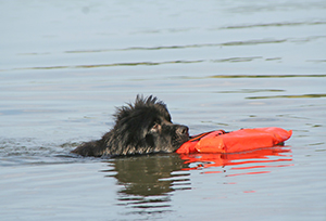 water rescue newfoundland