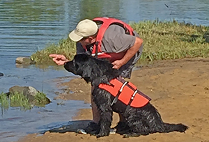 water rescue newfoundland dog