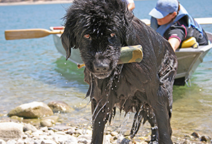 water work with a Newfoundland Dog