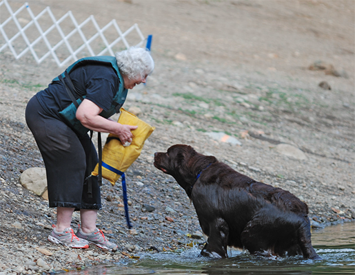 Newfoundland dog doing water work